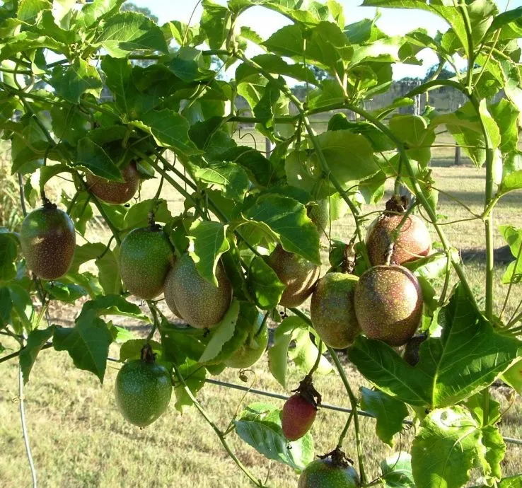 passion fruit- marakuja 11,95e/kg - slika 2
