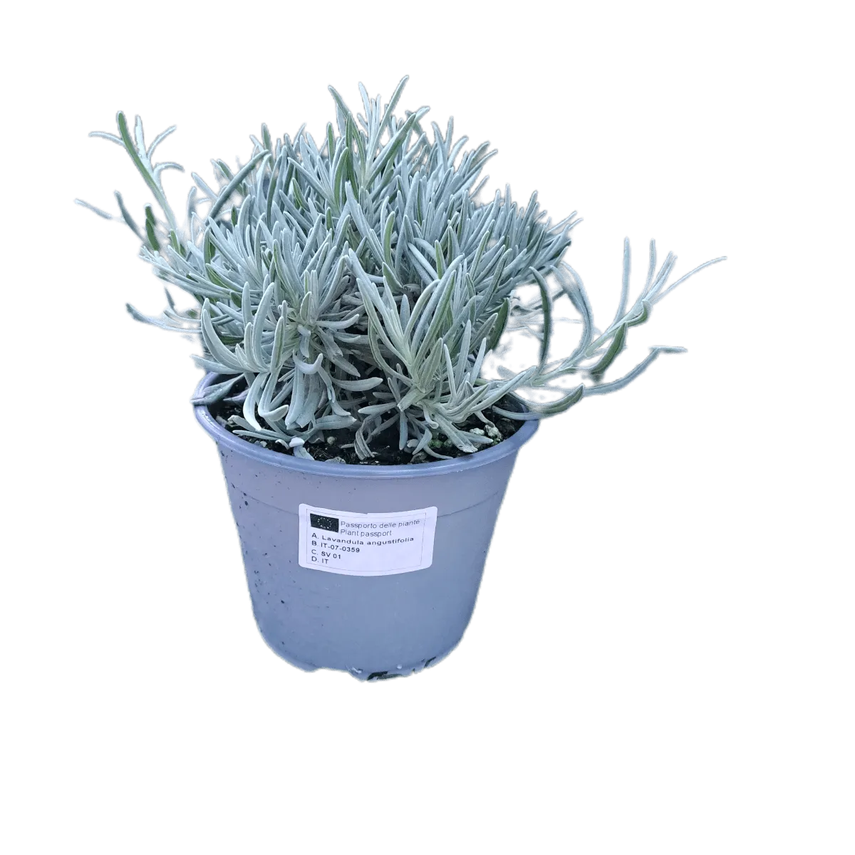 lavandula angustifolia - slika 4