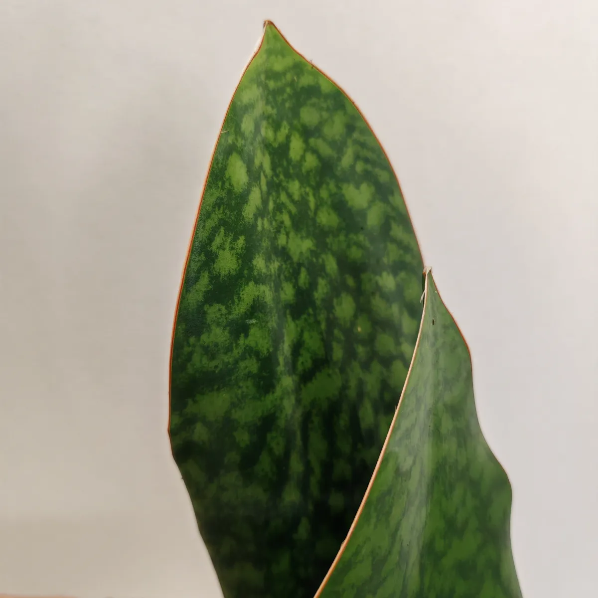 sansevieria masoniana - slika 3