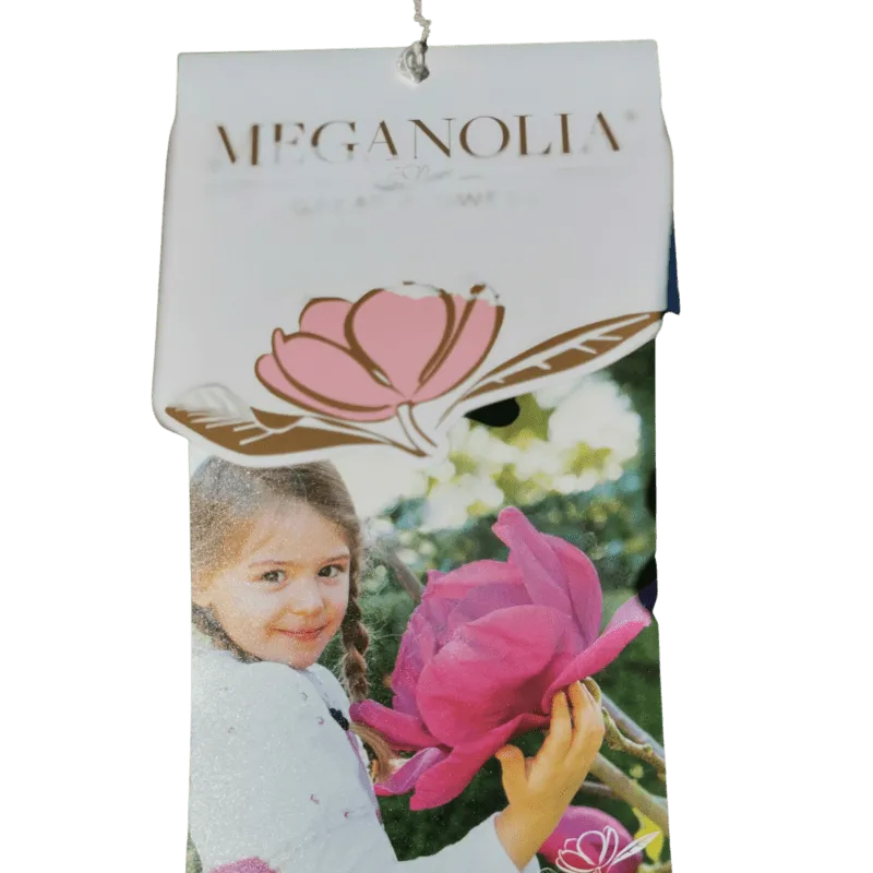 magnolia “meganolia”-mirisna - slika 4