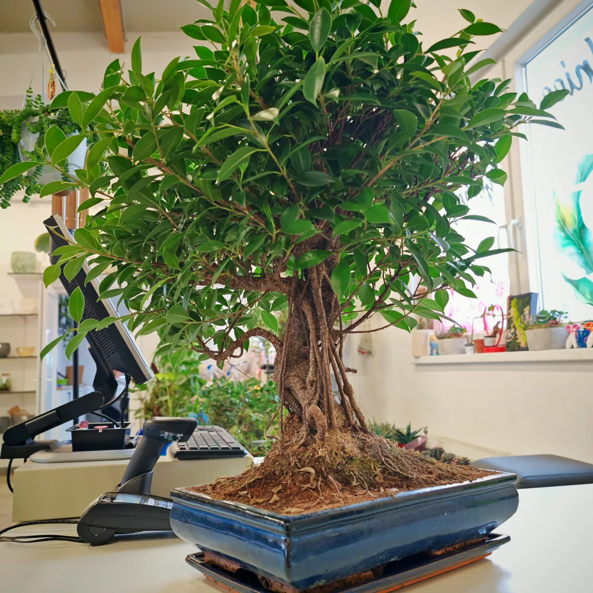 bonsai kućni - slika 5