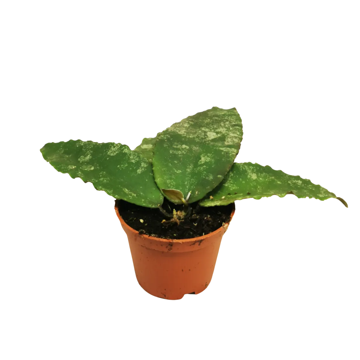 hoya special - slika 4