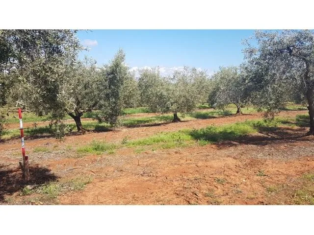 vabriga-maslinik sa 290 maslina na prodaji 300m od lanterne - slika 3