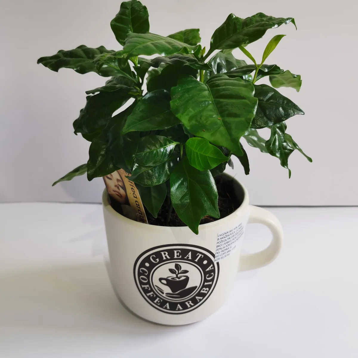 coffee arabica “nana” - slika 4
