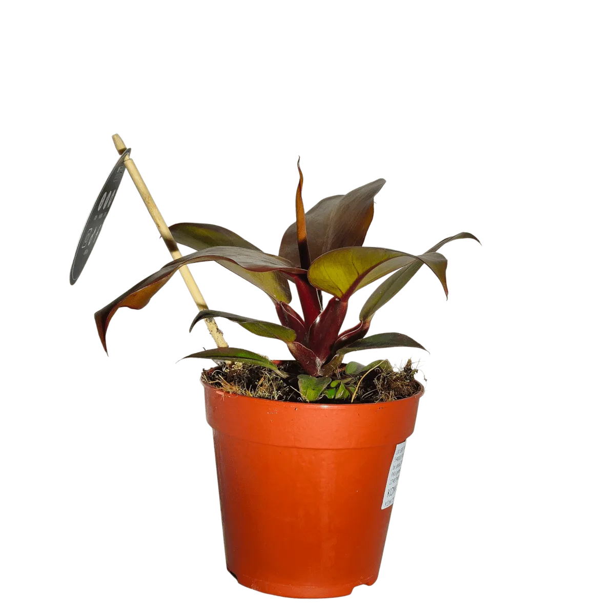 philodendron “mccolley’s finale” - slika 4