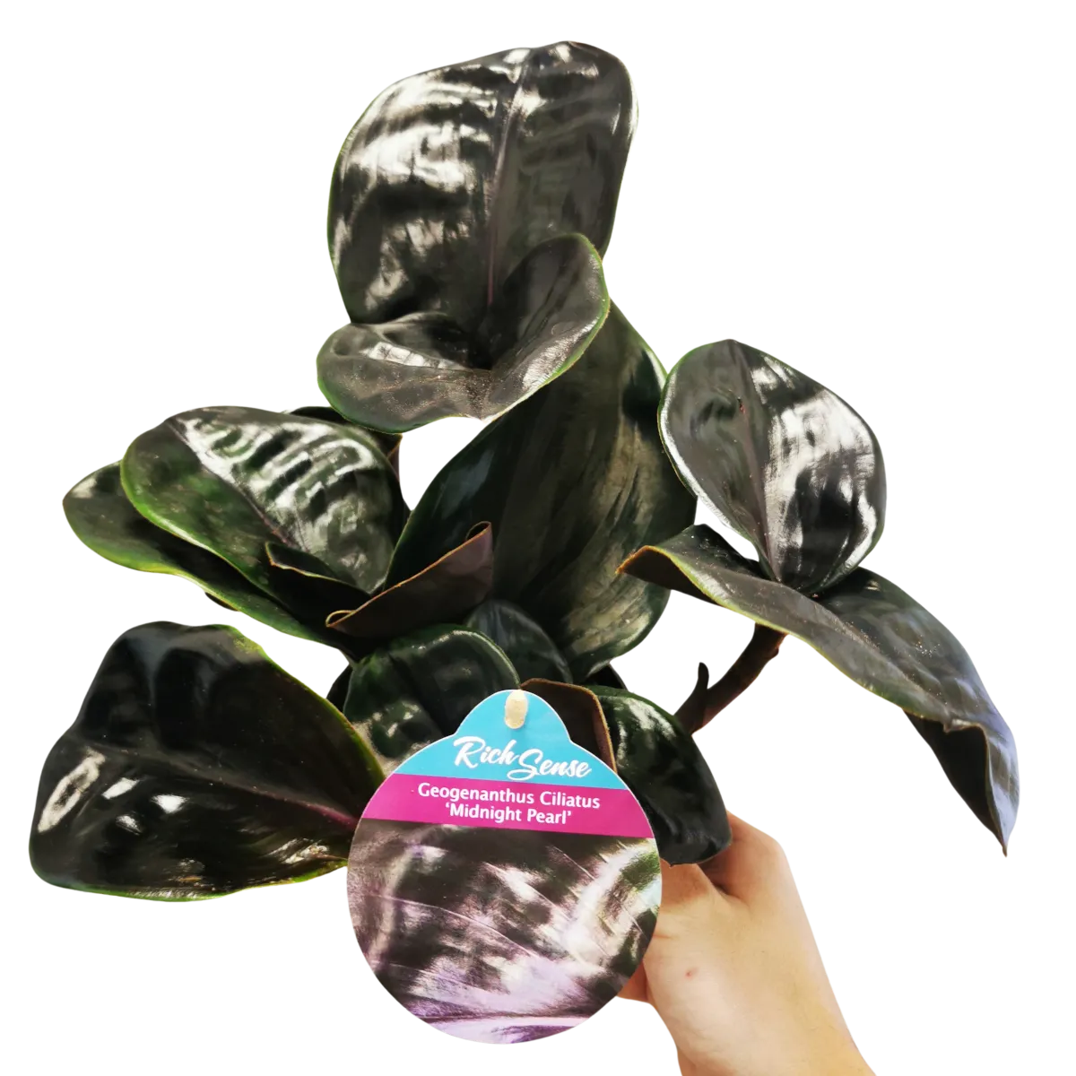 geogenanthus cili. “midnight pearl” - slika 2