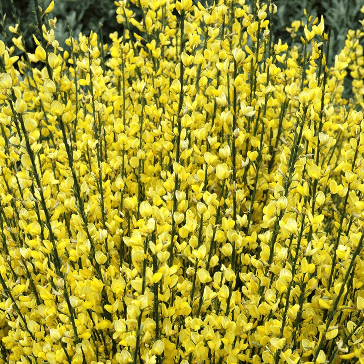 cytisus *cvatući grm* - slika 4