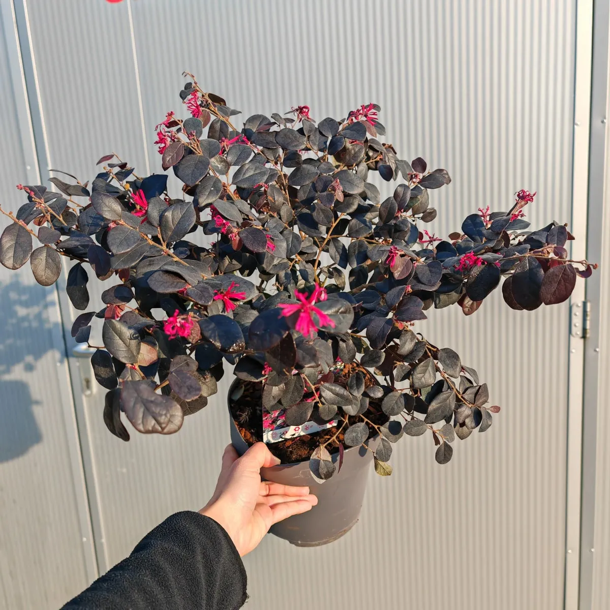 loropetalum chinese - slika 4
