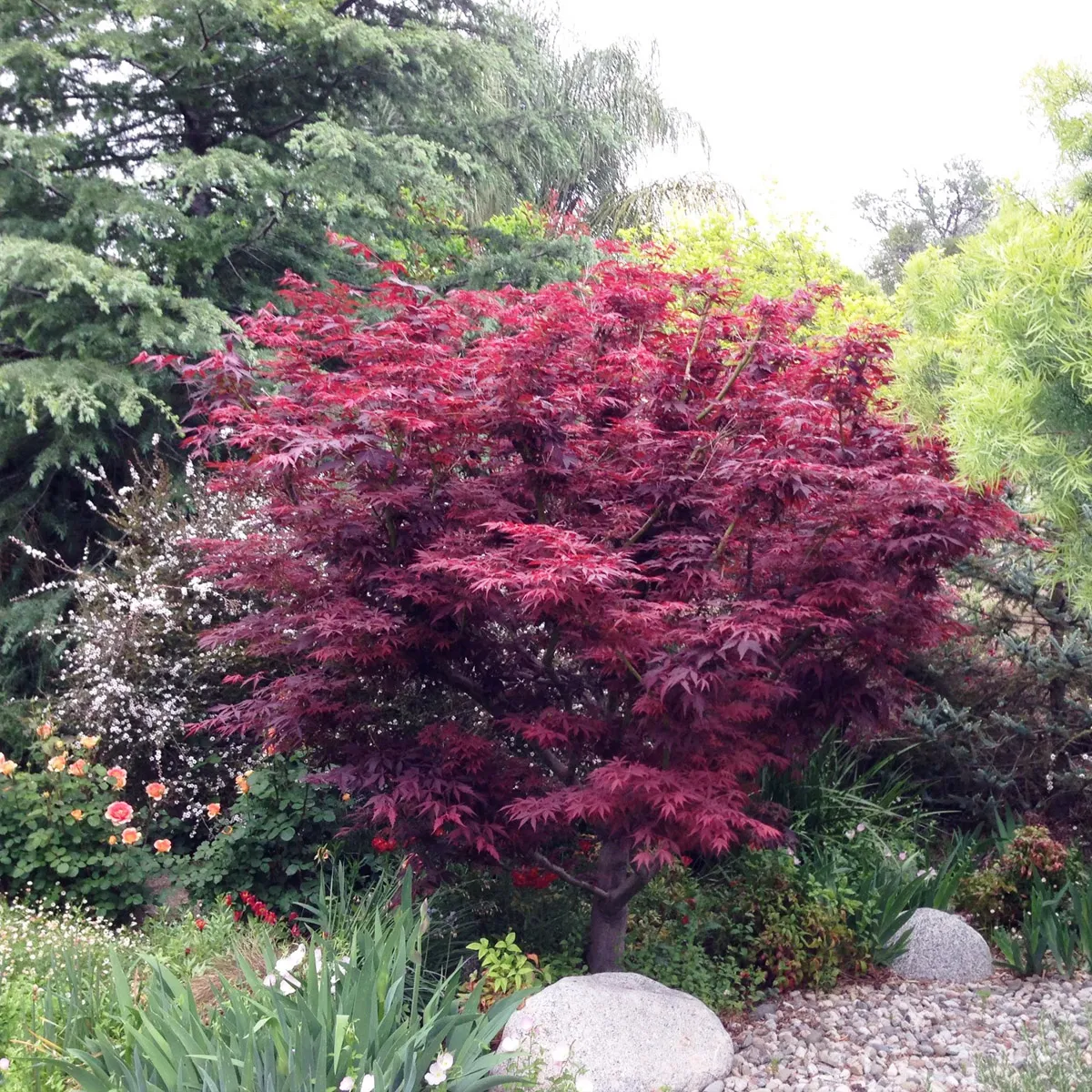 acer pal. “atropurpureum” - slika 2