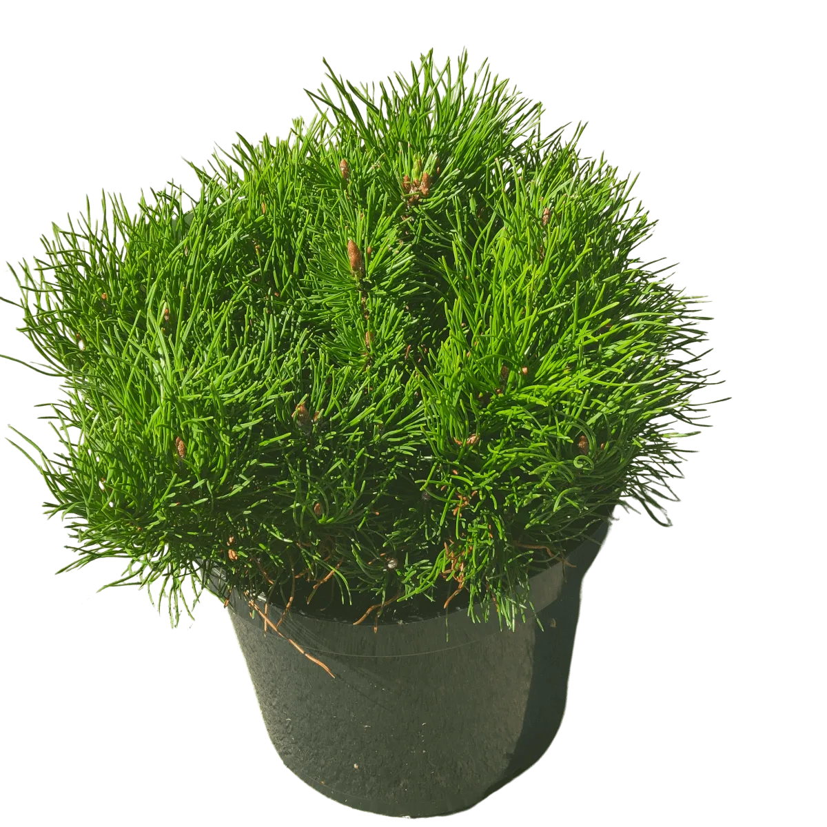 pinus mugo “mughus” - slika 2