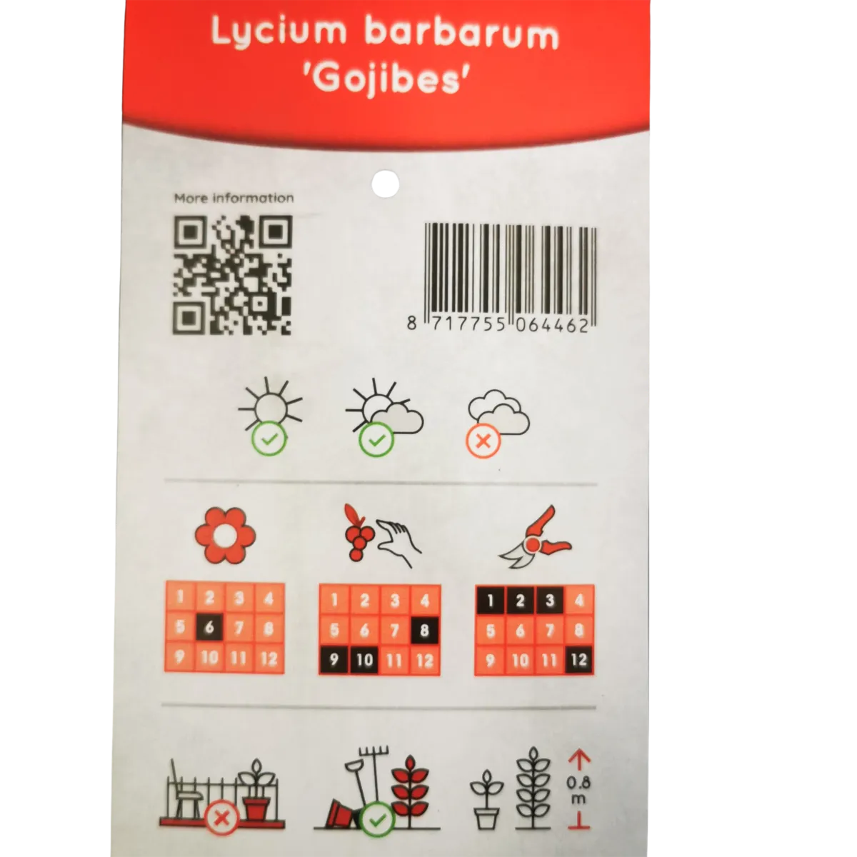 goji “lycium barbarum” - slika 2