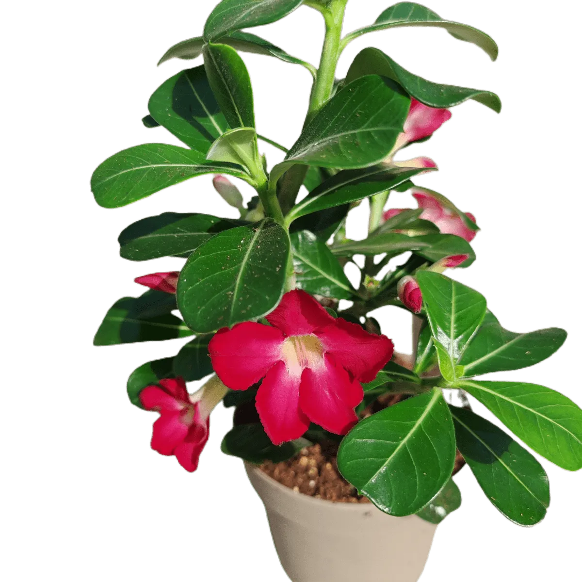 PUSTINJSKA RUŽA /Adenium obesum - Brestovac