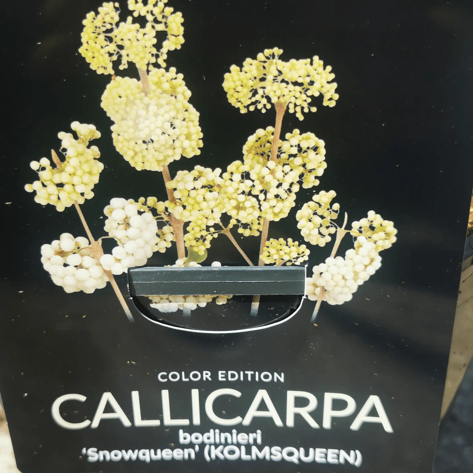 callicarpa “magical snowqueen” - slika 2