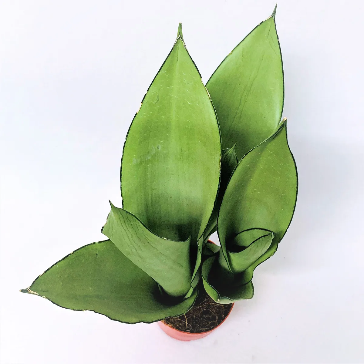 sansevieria trif. “moonshine” - slika 2