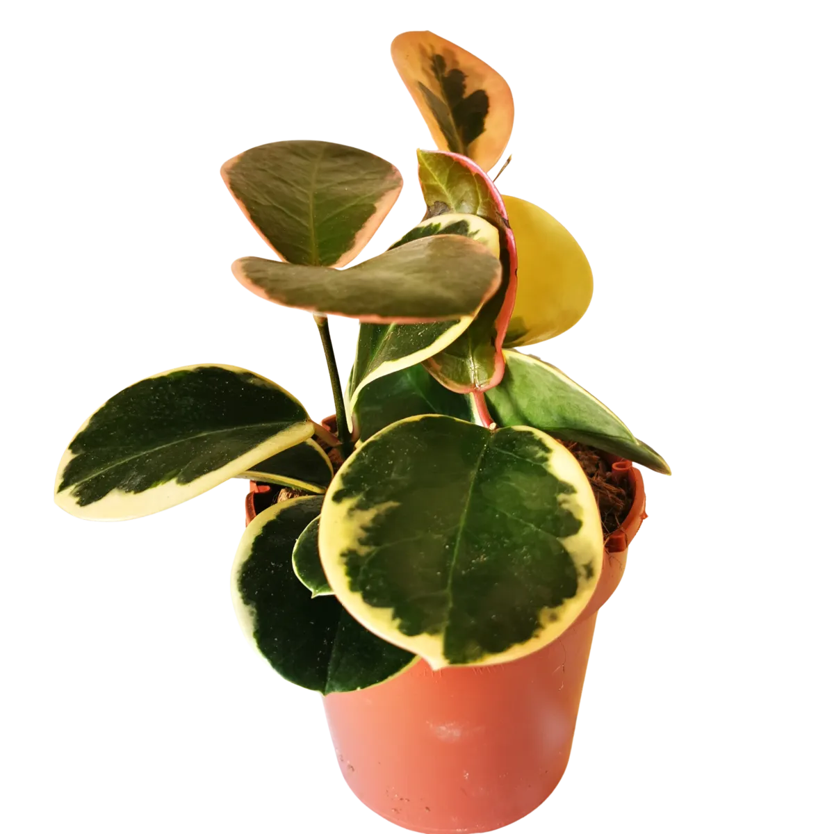 hoya australis “blondie” - slika 2