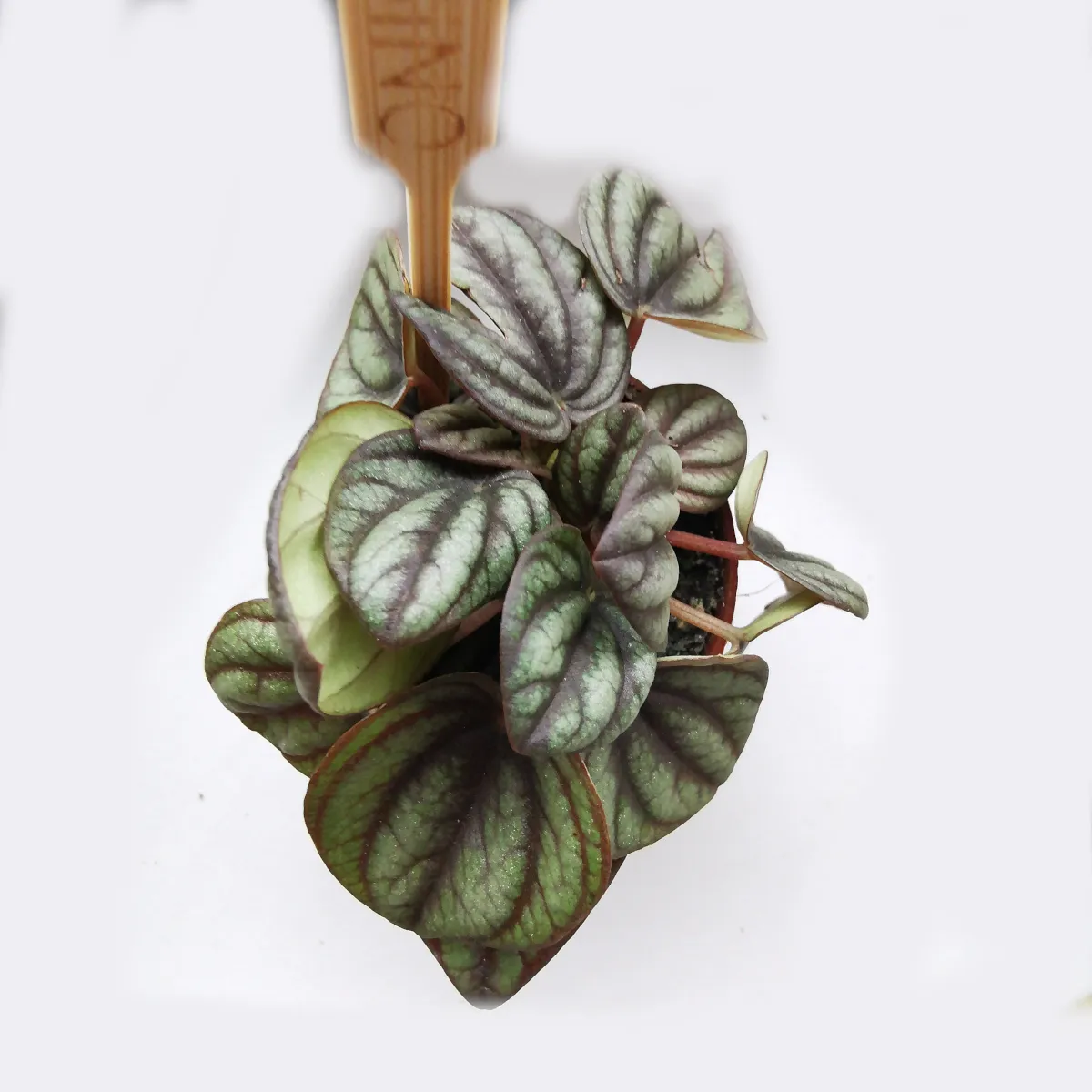 peperomia - sobna biljka - slika 2