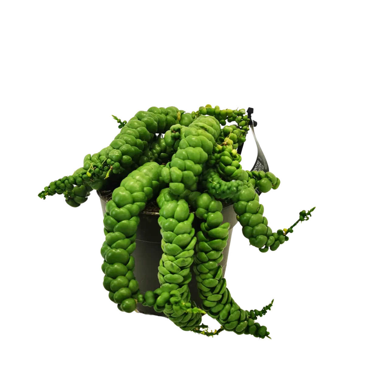 dischidia”pangolin kisses” - slika 7