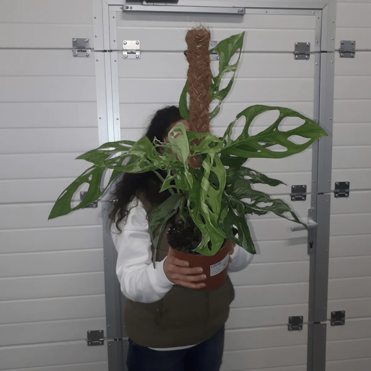 monstera “adansonii indonesian marble” - slika 3