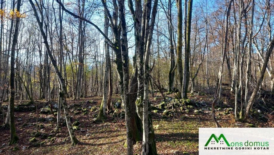 ulaganje u budućnost.. 144.635 m2 šume! - slika 5