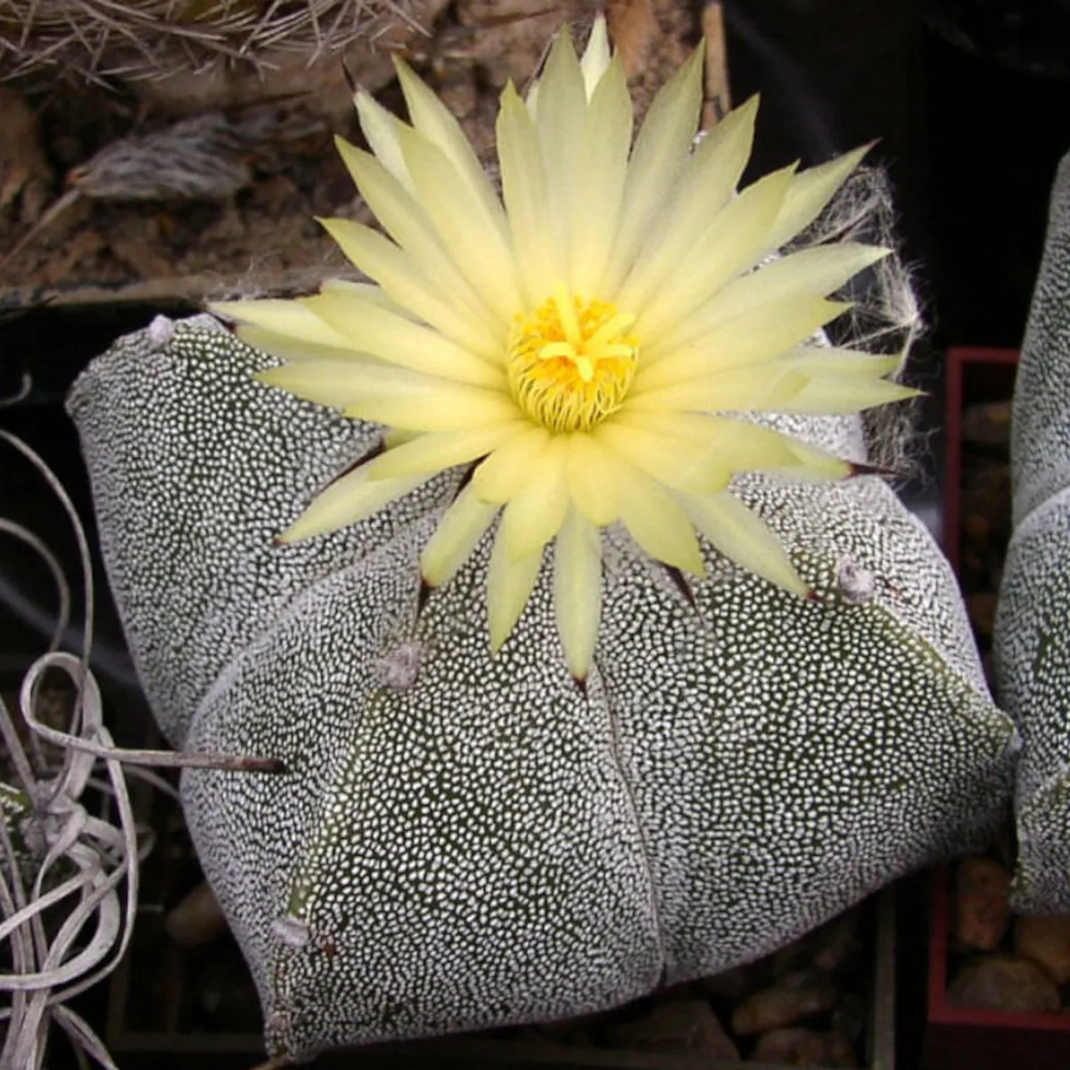 astrophytum myriostigma - slika 2