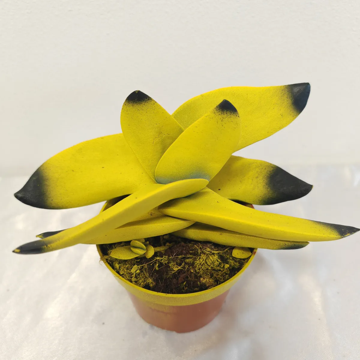 crassula “boomerang” - slika 2