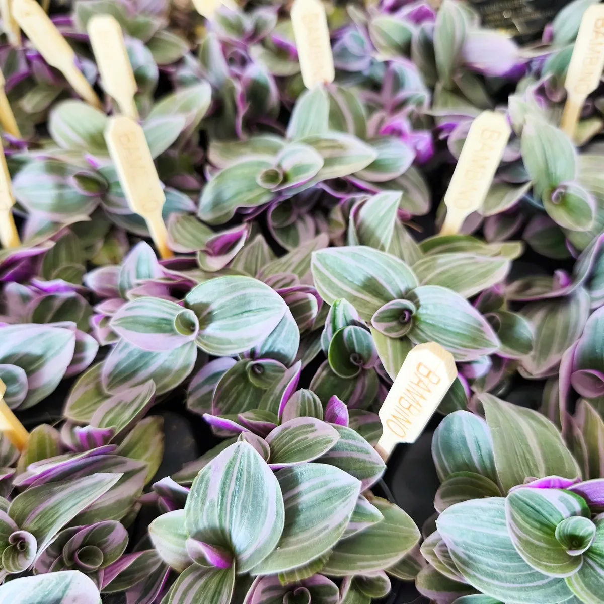 tradescantia sweetness - slika 2