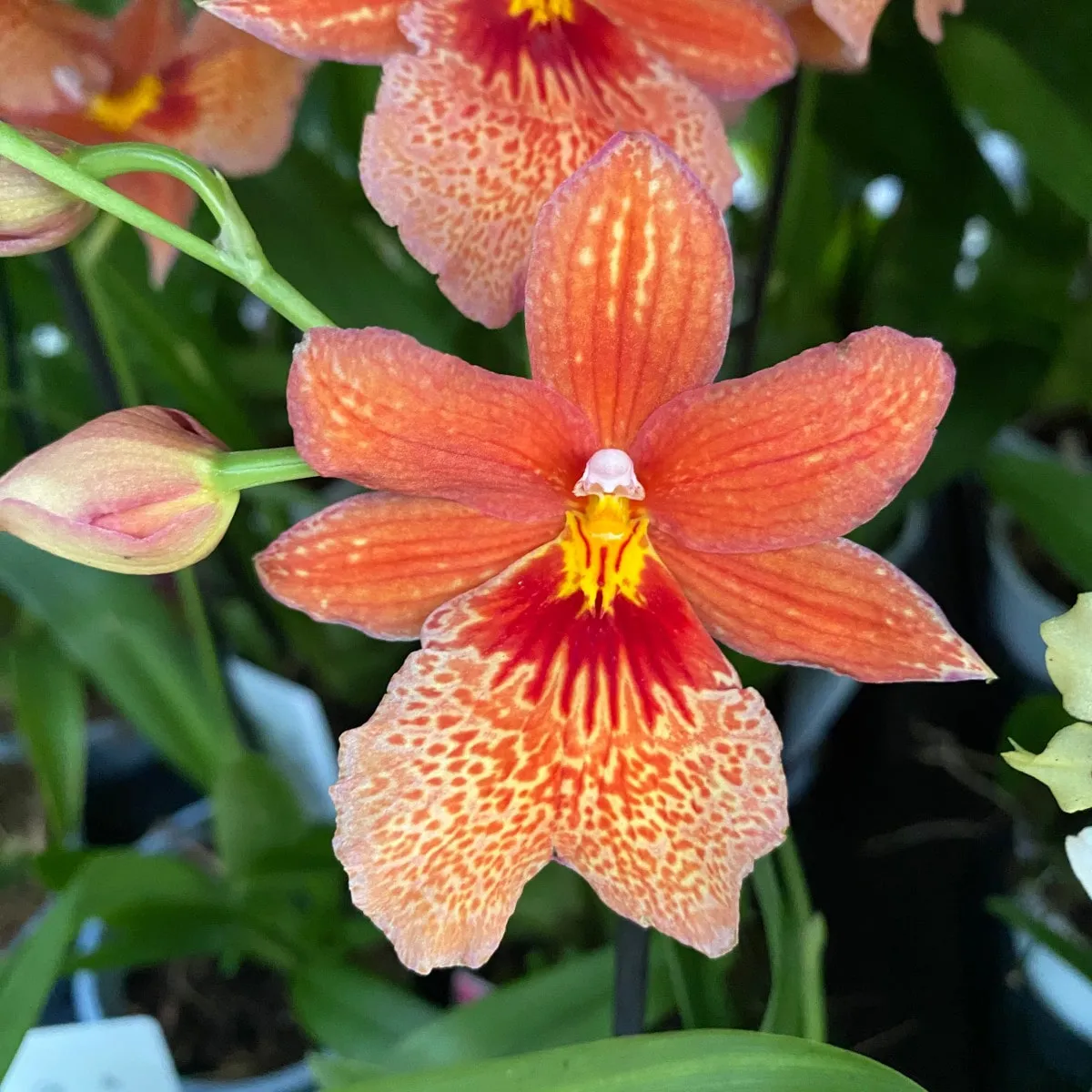 CAMBRIA “Nelly Isler” – Orange - Brestovac