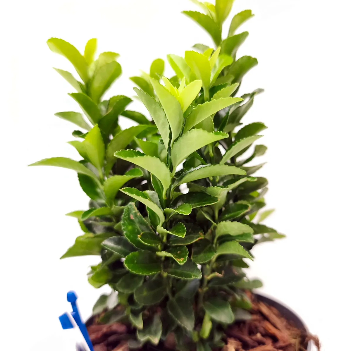 euonymus jap. “paloma blanca” - slika 3