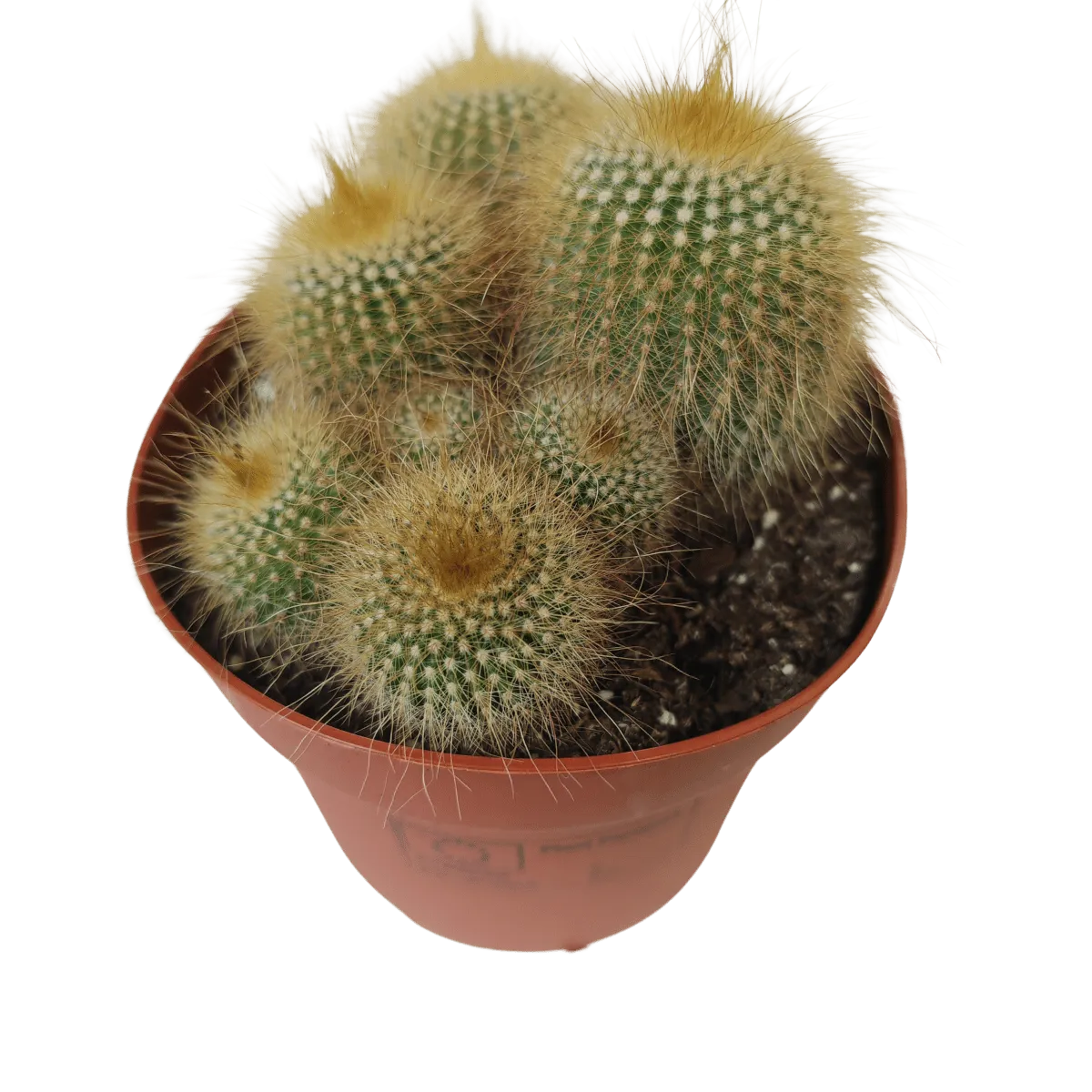 cactus mix - slika 11