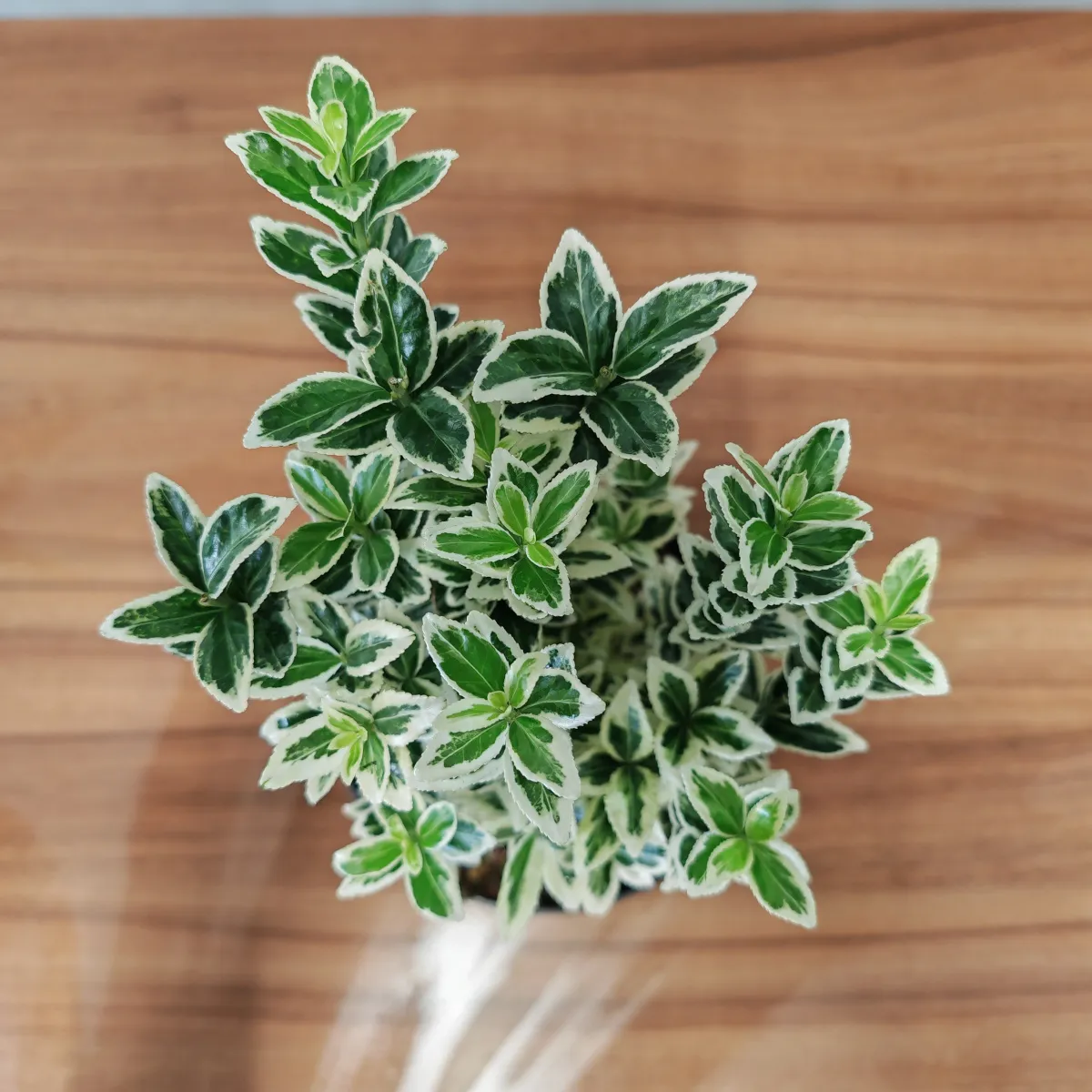 euonymus jap. “white spire” - slika 3