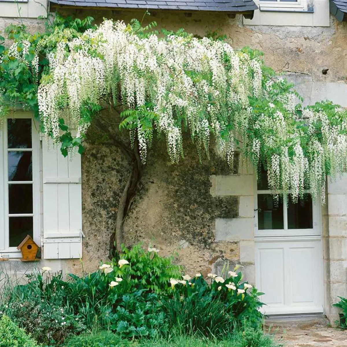 wisteria flor. “alba” - slika 3