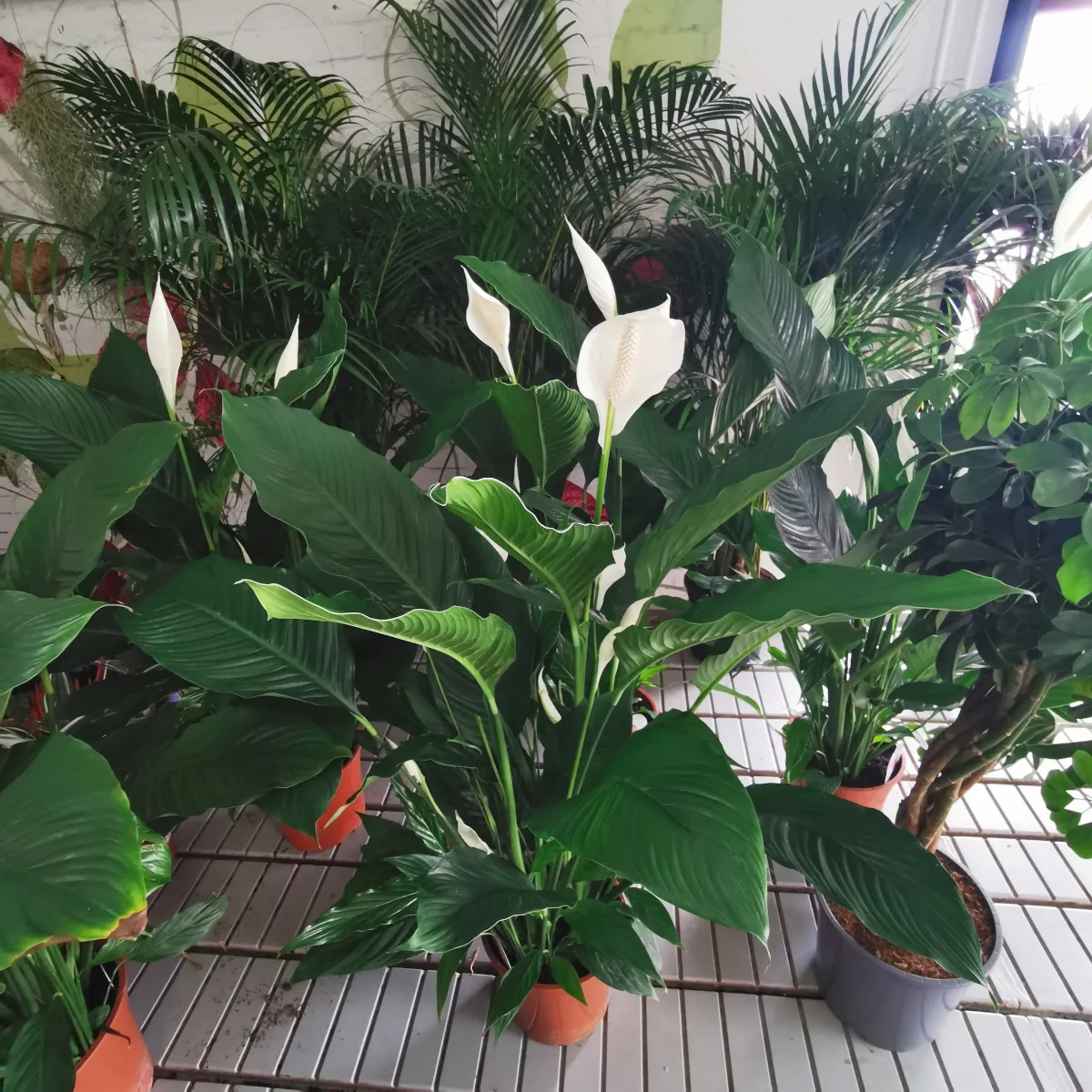 SPATHIPHYLLUM “Sweet Sebastiano” - Brestovac