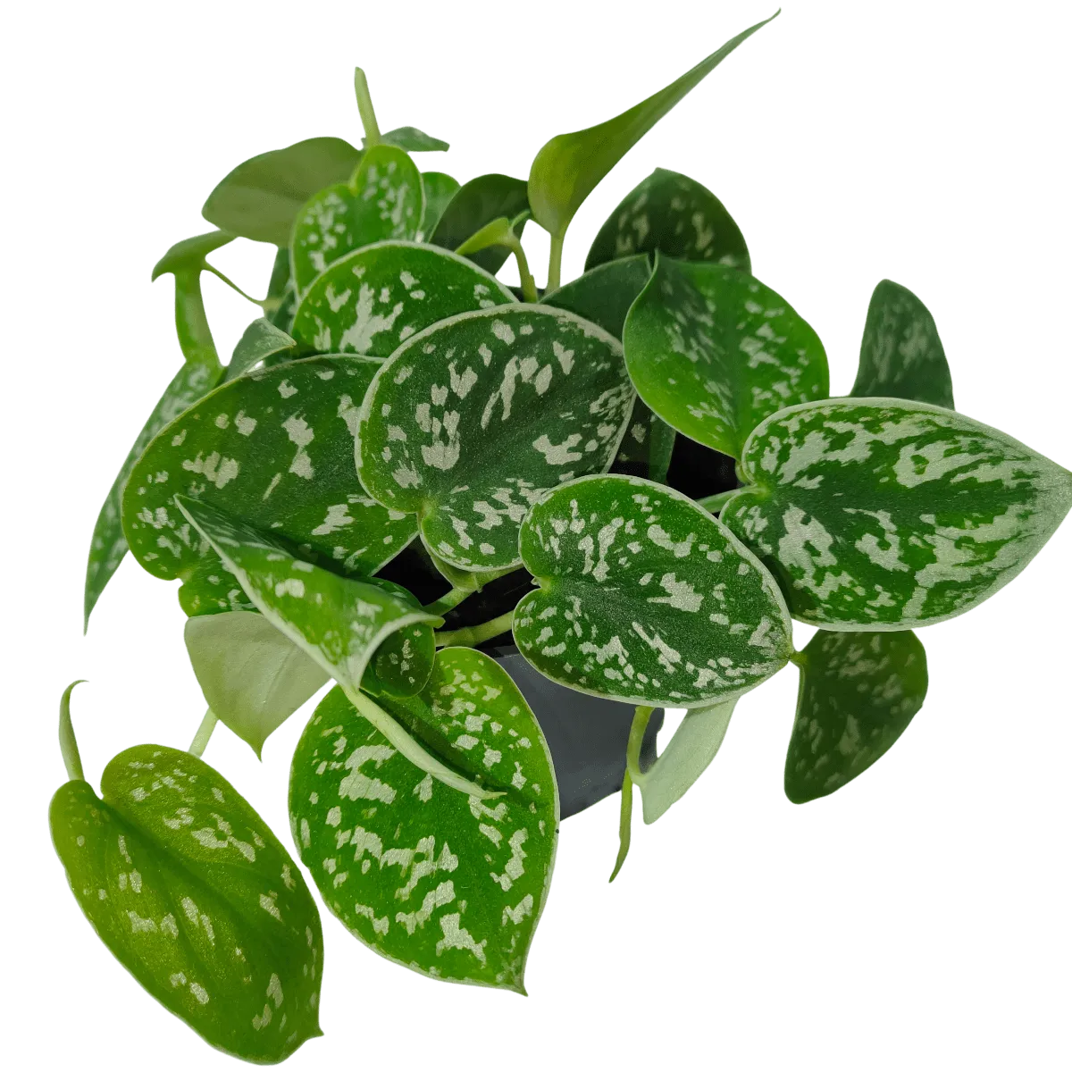 SCINDAPSUS PICTUS “Argyraeus” - Brestovac