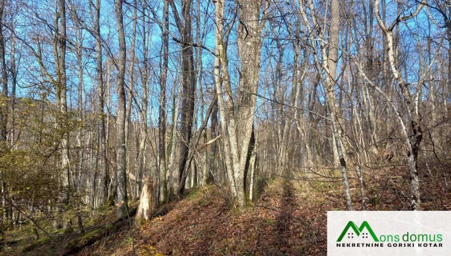 ulaganje u budućnost.. 144.635 m2 šume! - slika 4