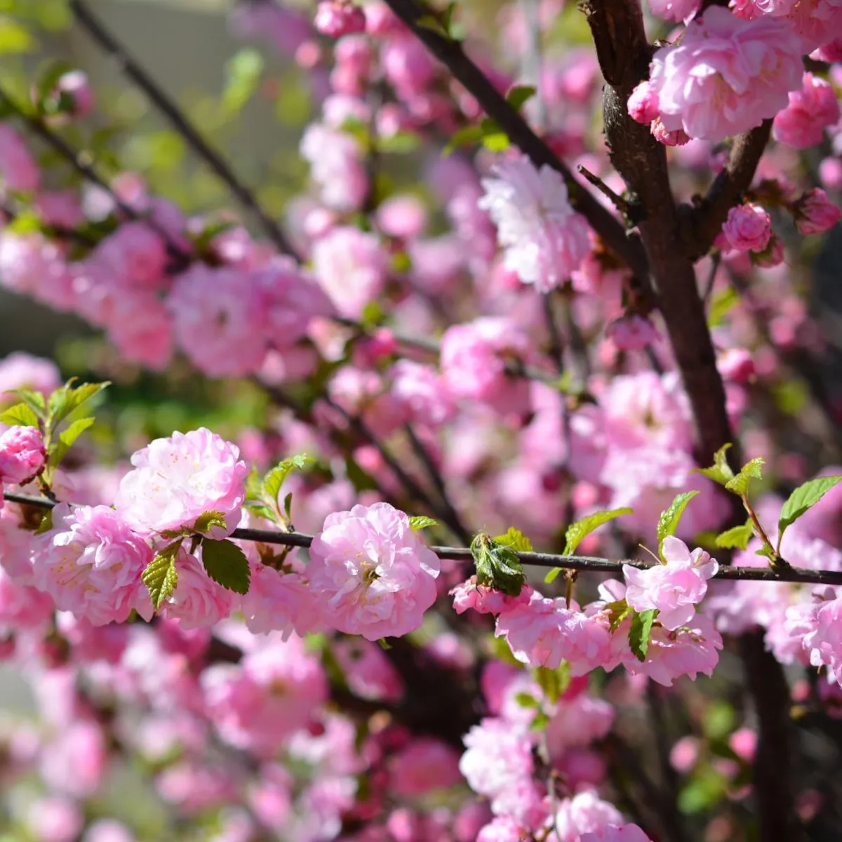 prunus triloba / ukrasni badem - slika 2
