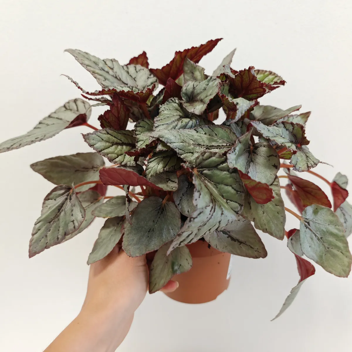 begonia foliage - slika 4