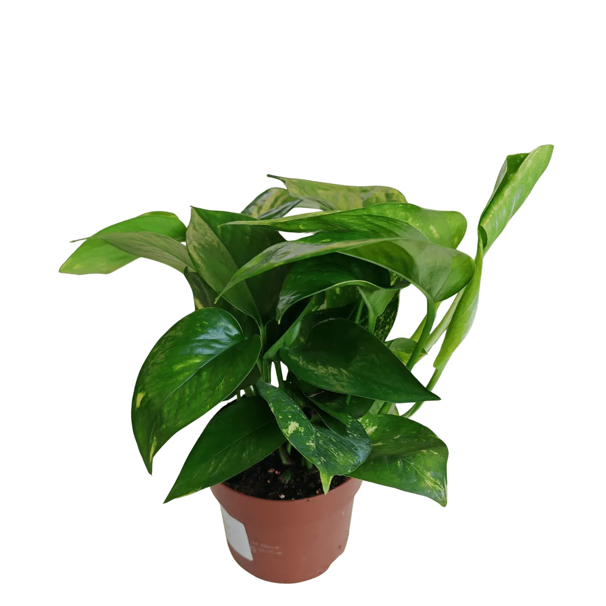 epipremnum “hawaiian” - slika 3