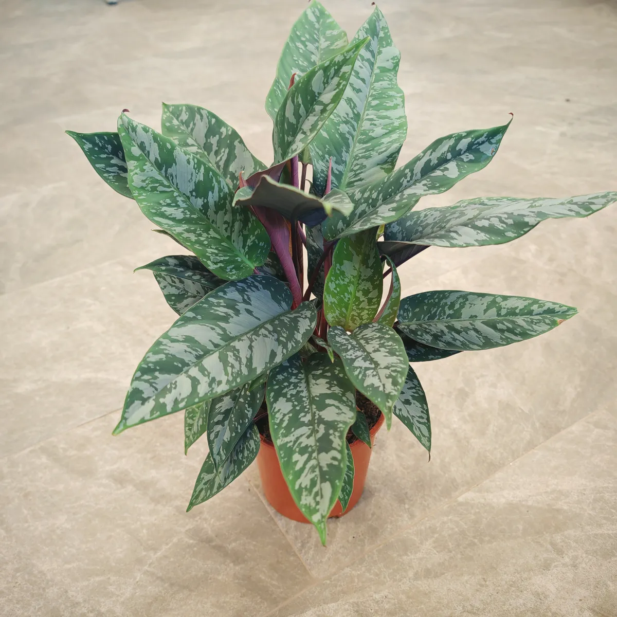 apoballis acuminatissima - slika 4