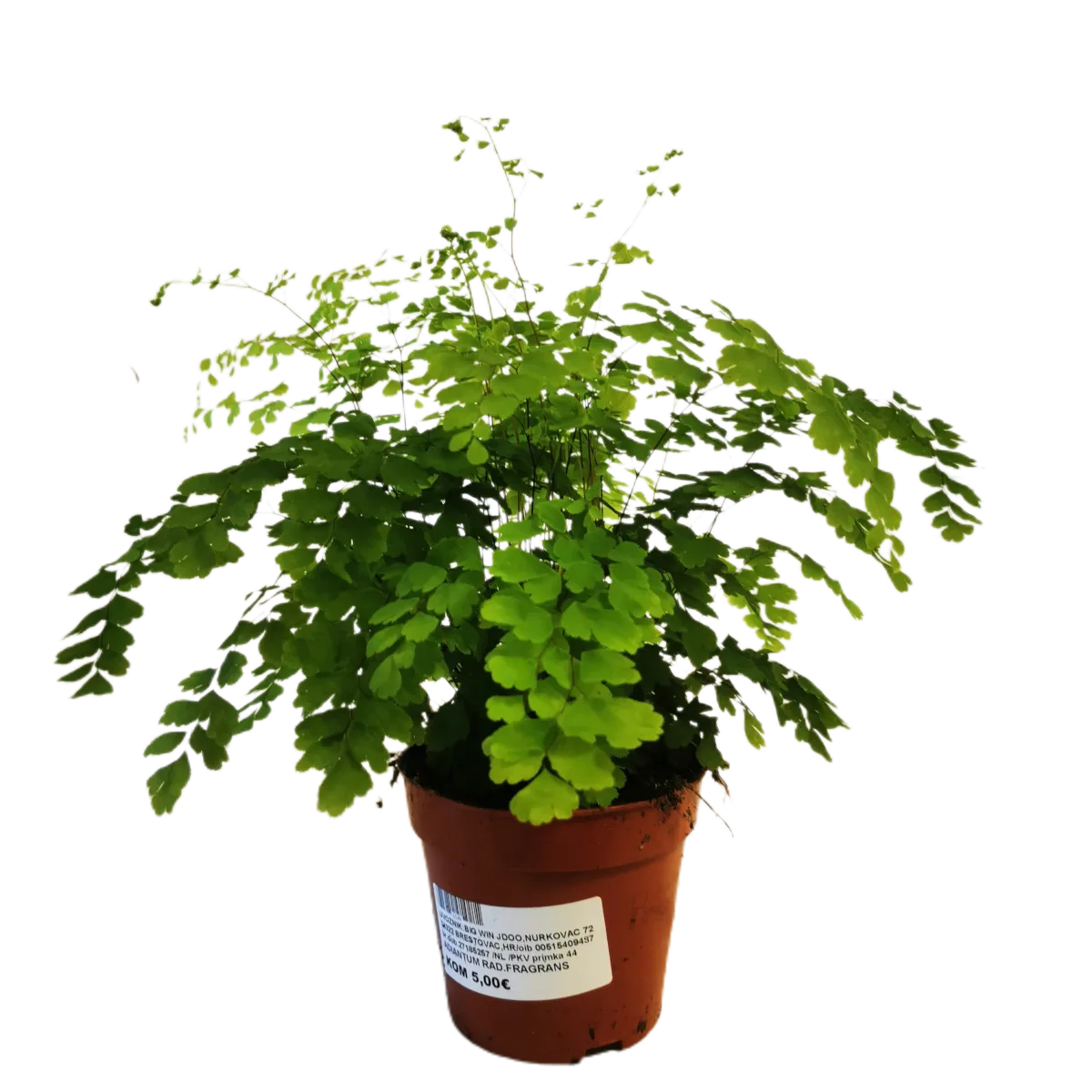 adiantum rad. “fragrans” - slika 3