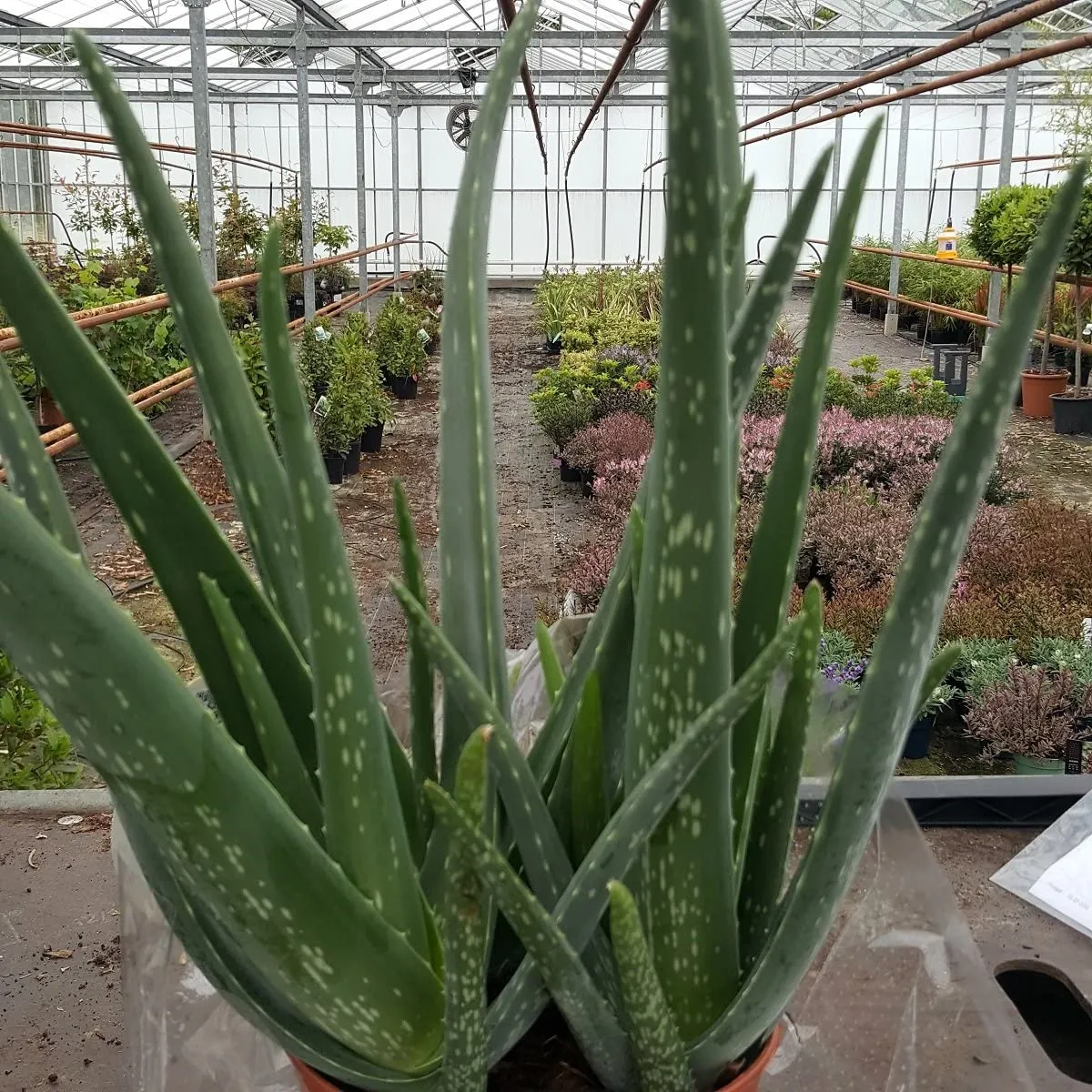 aloe vera / aloja - slika 2