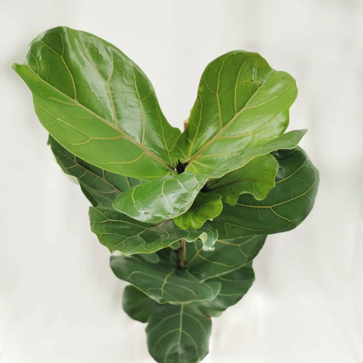 ficus “lyrata” - slika 4