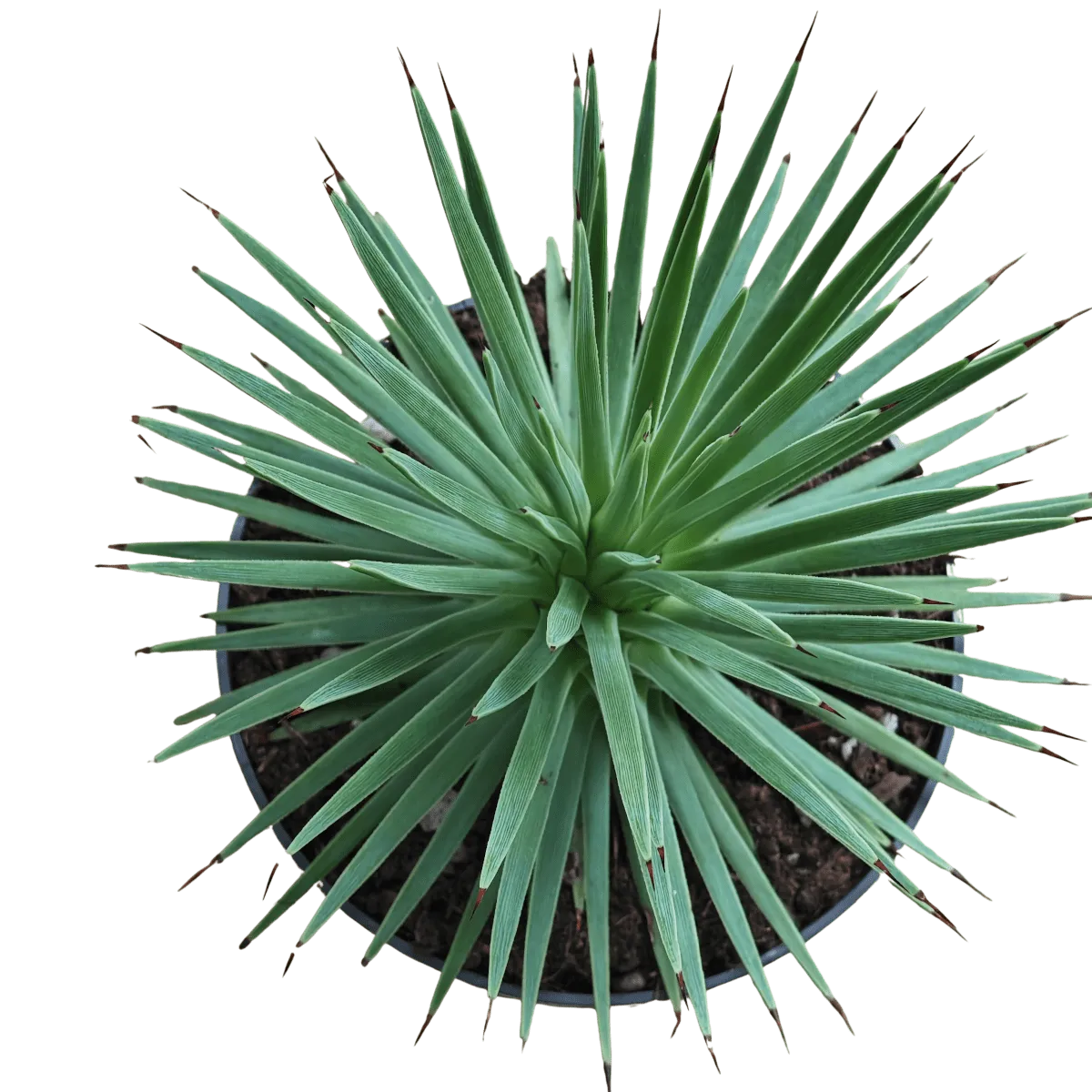 agave stricta ‘nana’ - slika 5