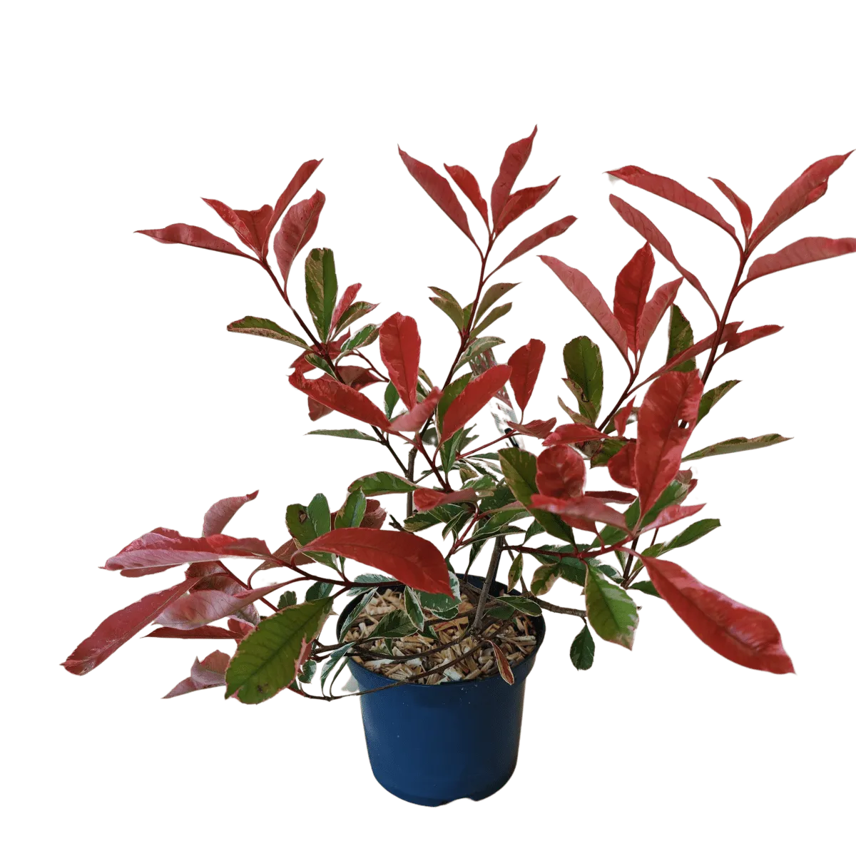 photinia fr. “pink marble” - slika 3