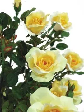 europalms rose shrub, light-yellow, 140cm - slika 2
