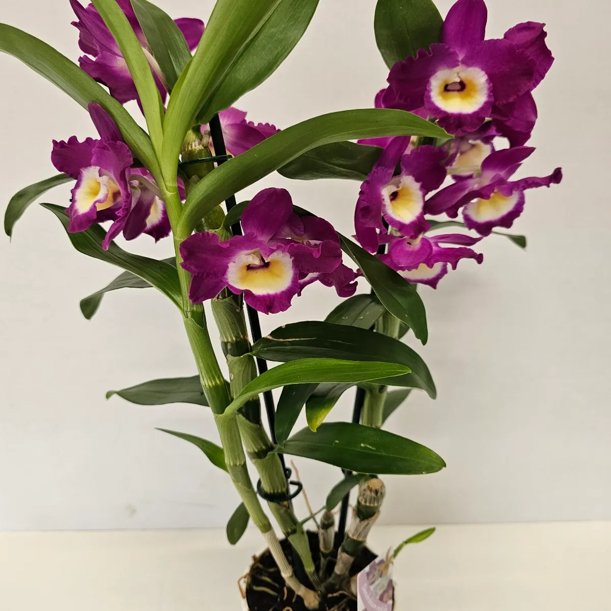 dendrobium nobile/orhideja - slika 2