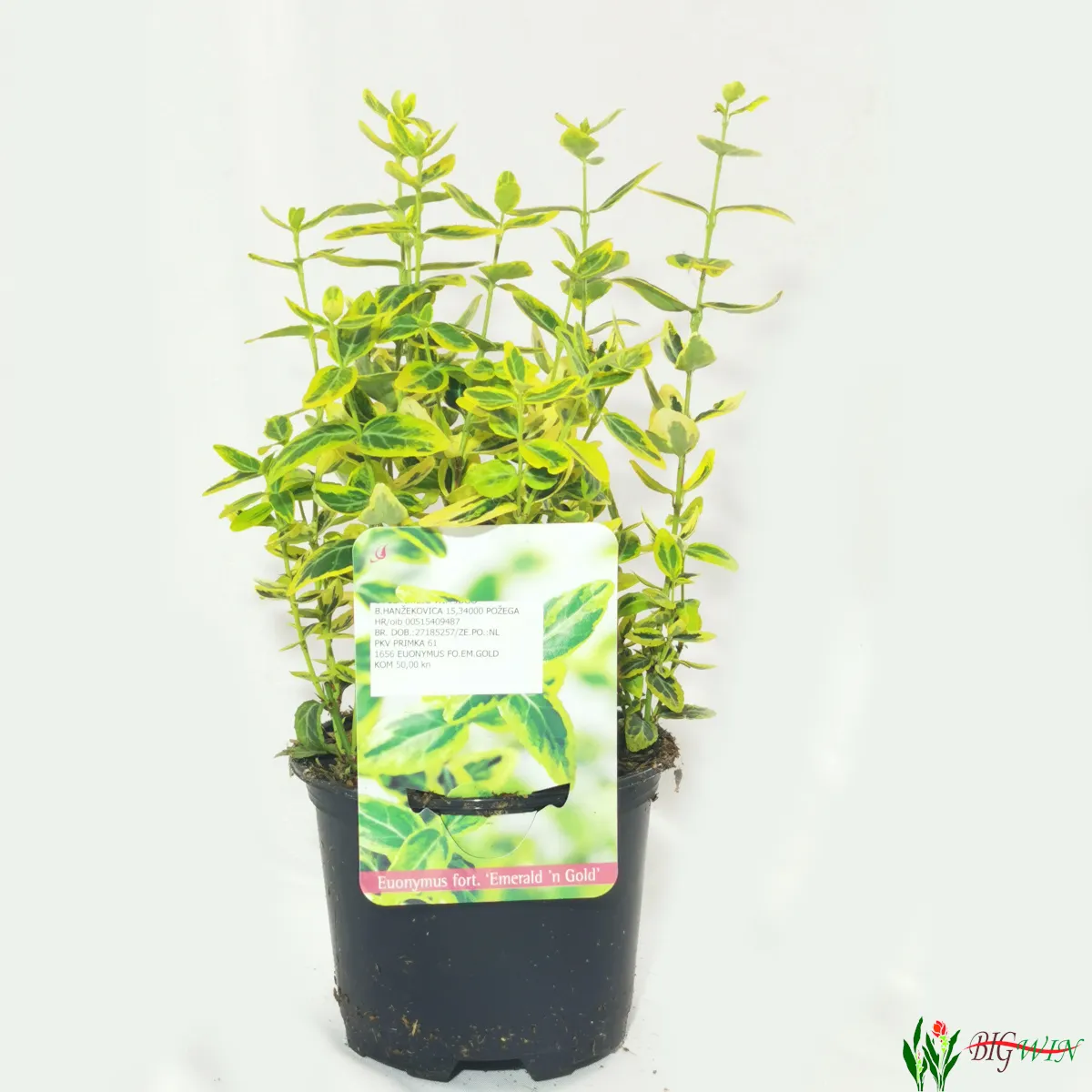 euonymus fort “emerald ‘n’ gold” - slika 2