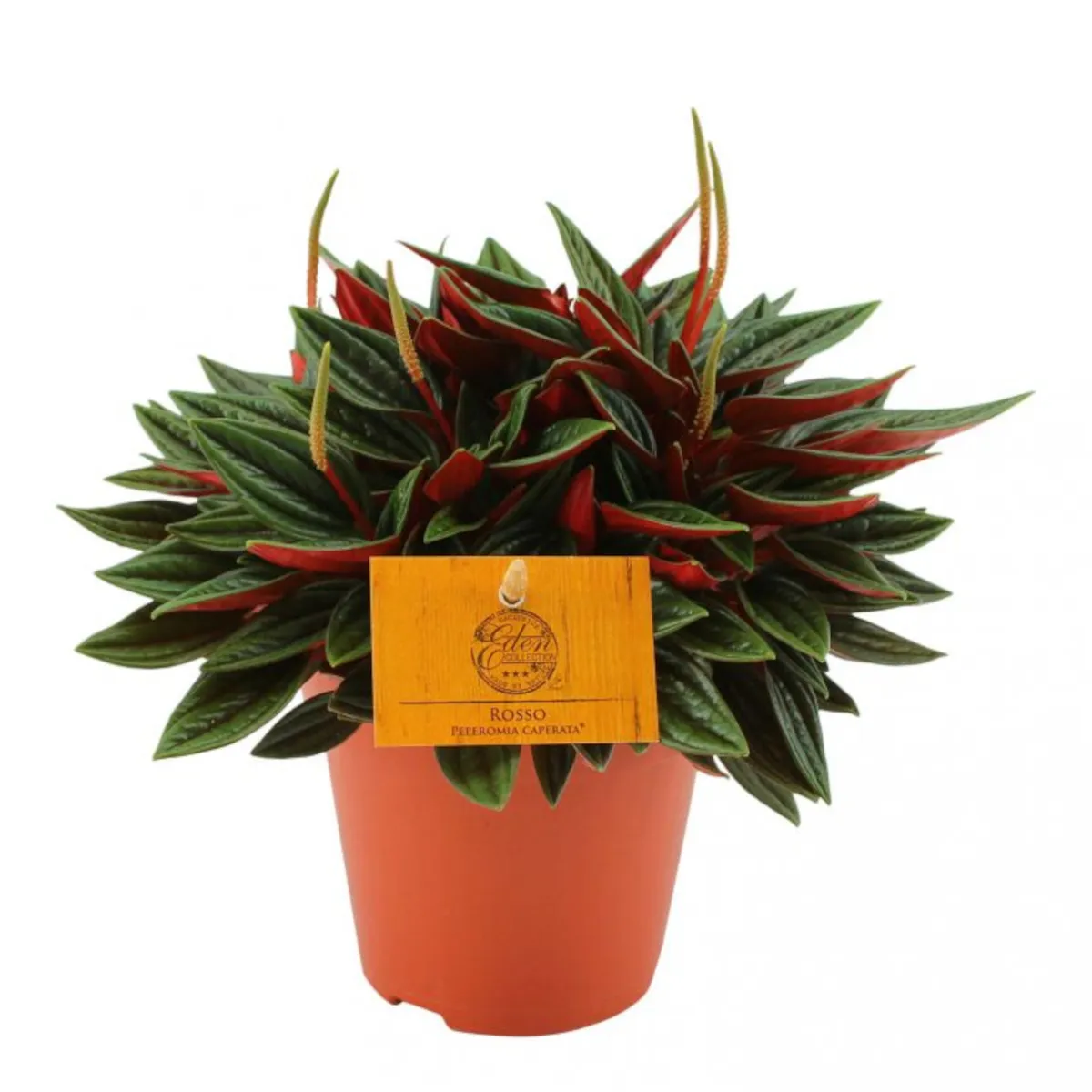 peperomia - sobna biljka - slika 9
