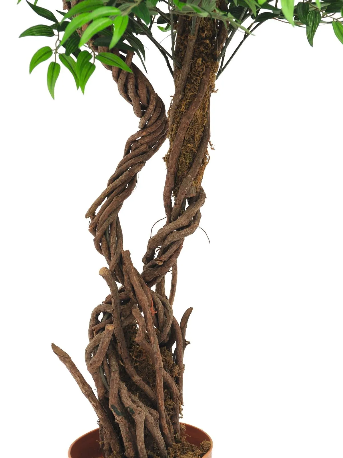 europalms willow, 145cm - slika 3