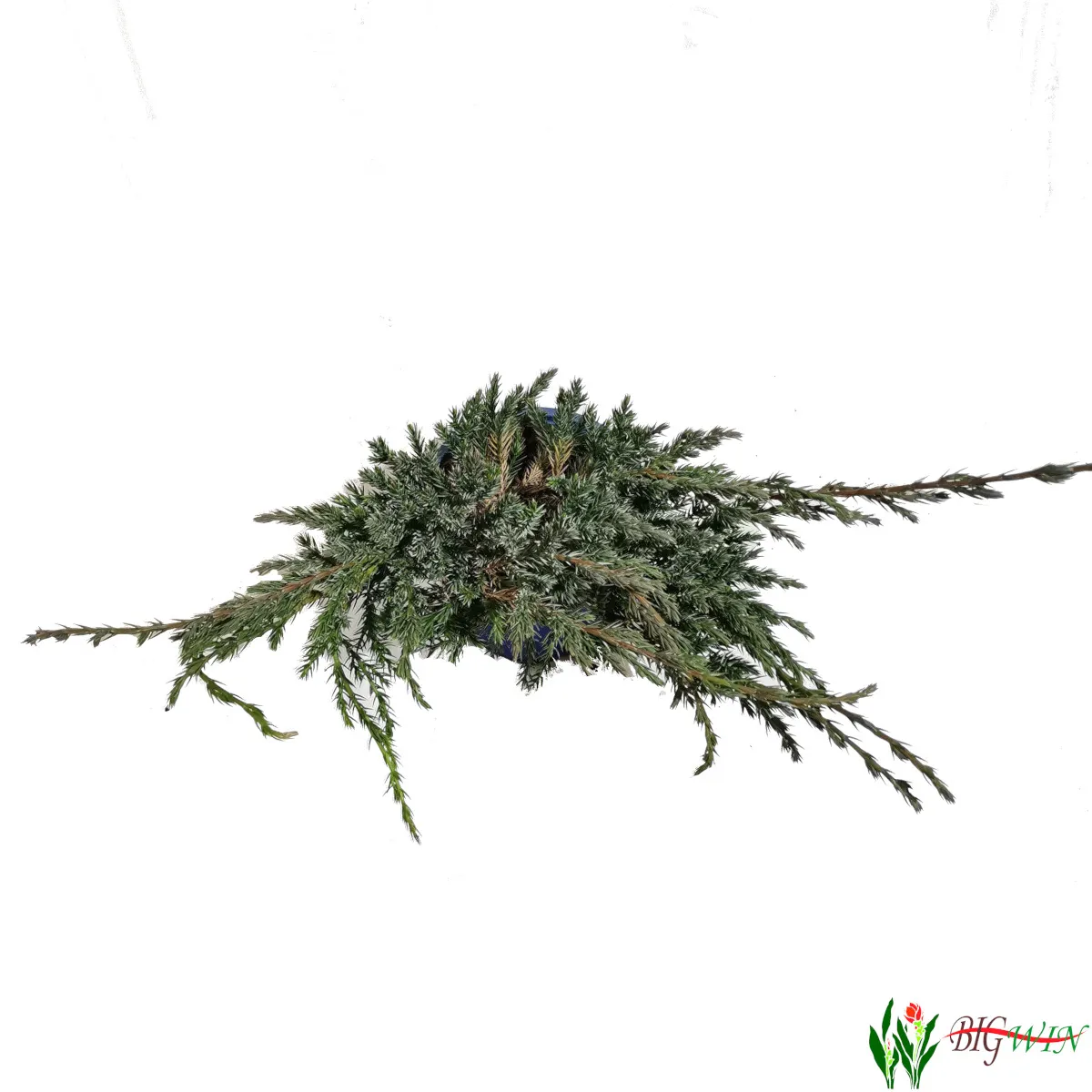 juniperus sq “blue carpet” - slika 2