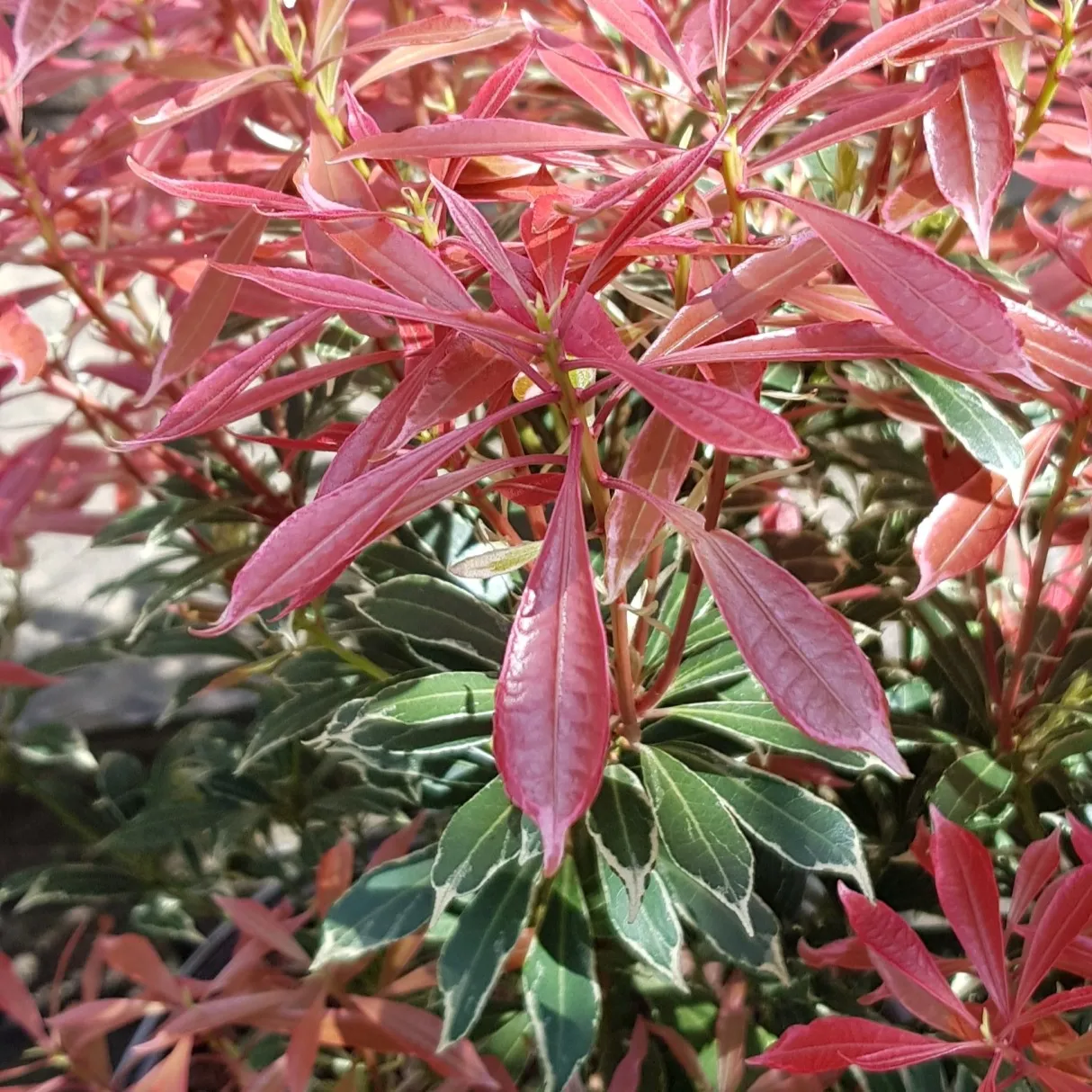 PIERIS JAP. “Carnaval” - Nurkovac, Brestovac